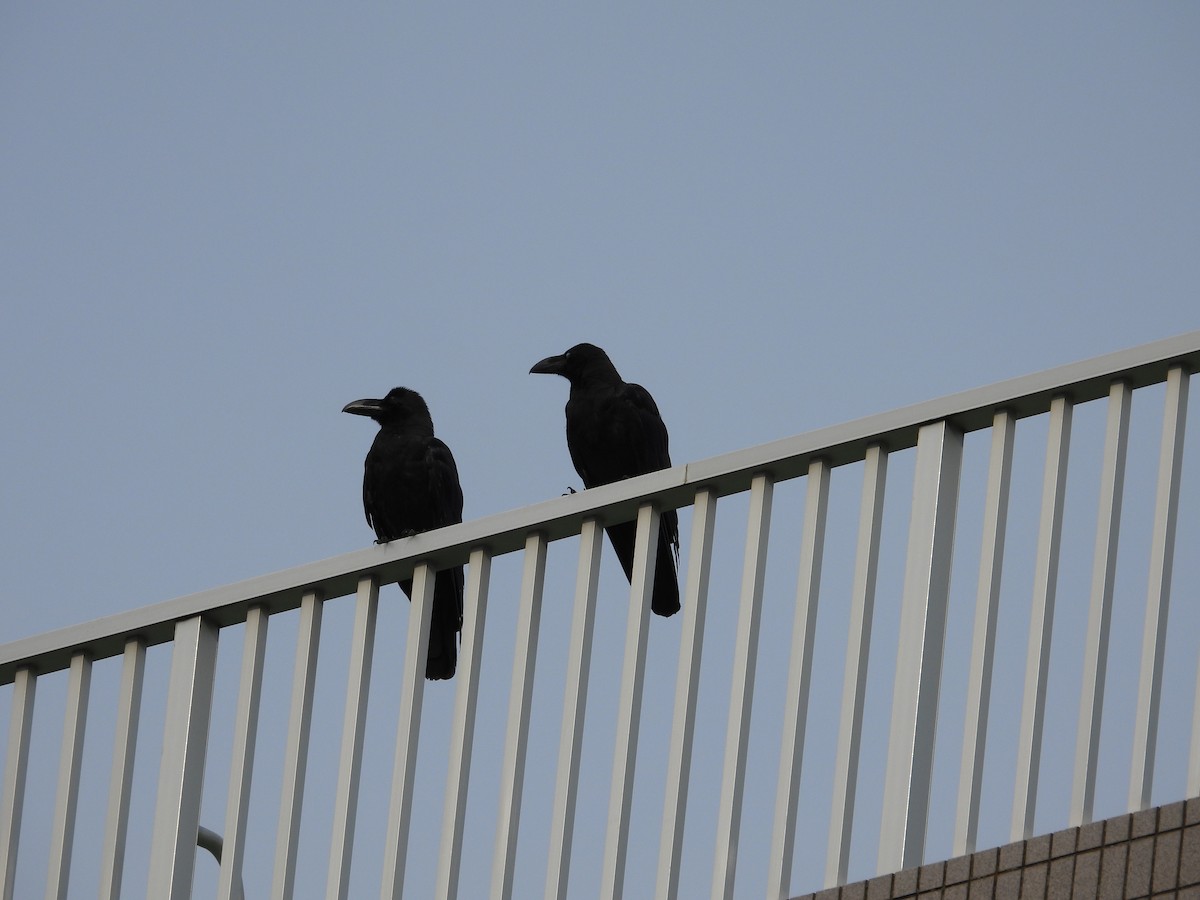 Large-billed Crow - ML468151871