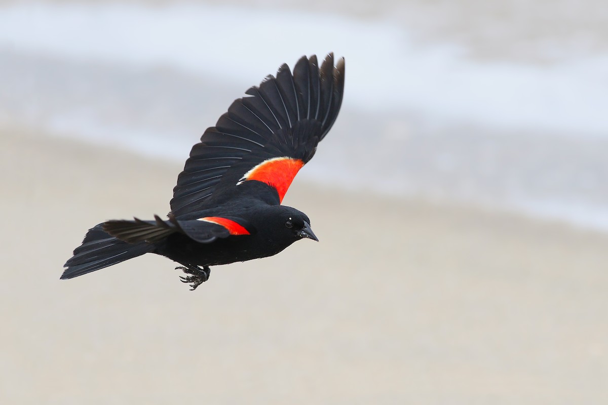 Red-winged Blackbird (Red-winged) - Jeff Ellerbusch