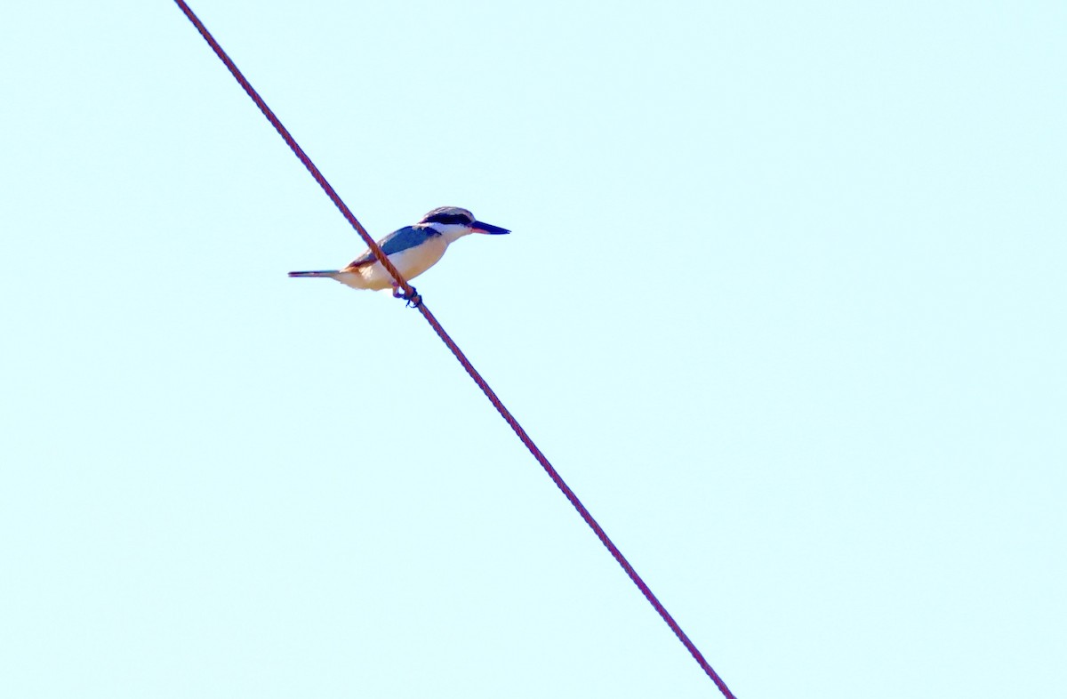 Red-backed Kingfisher - ML468154671