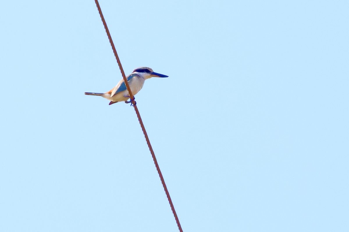 Red-backed Kingfisher - ML468154681