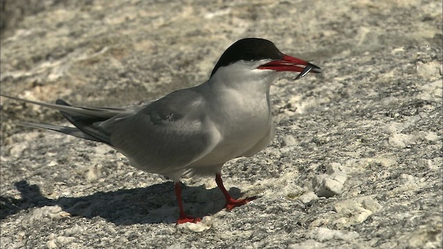 Arctic Tern - ML468158