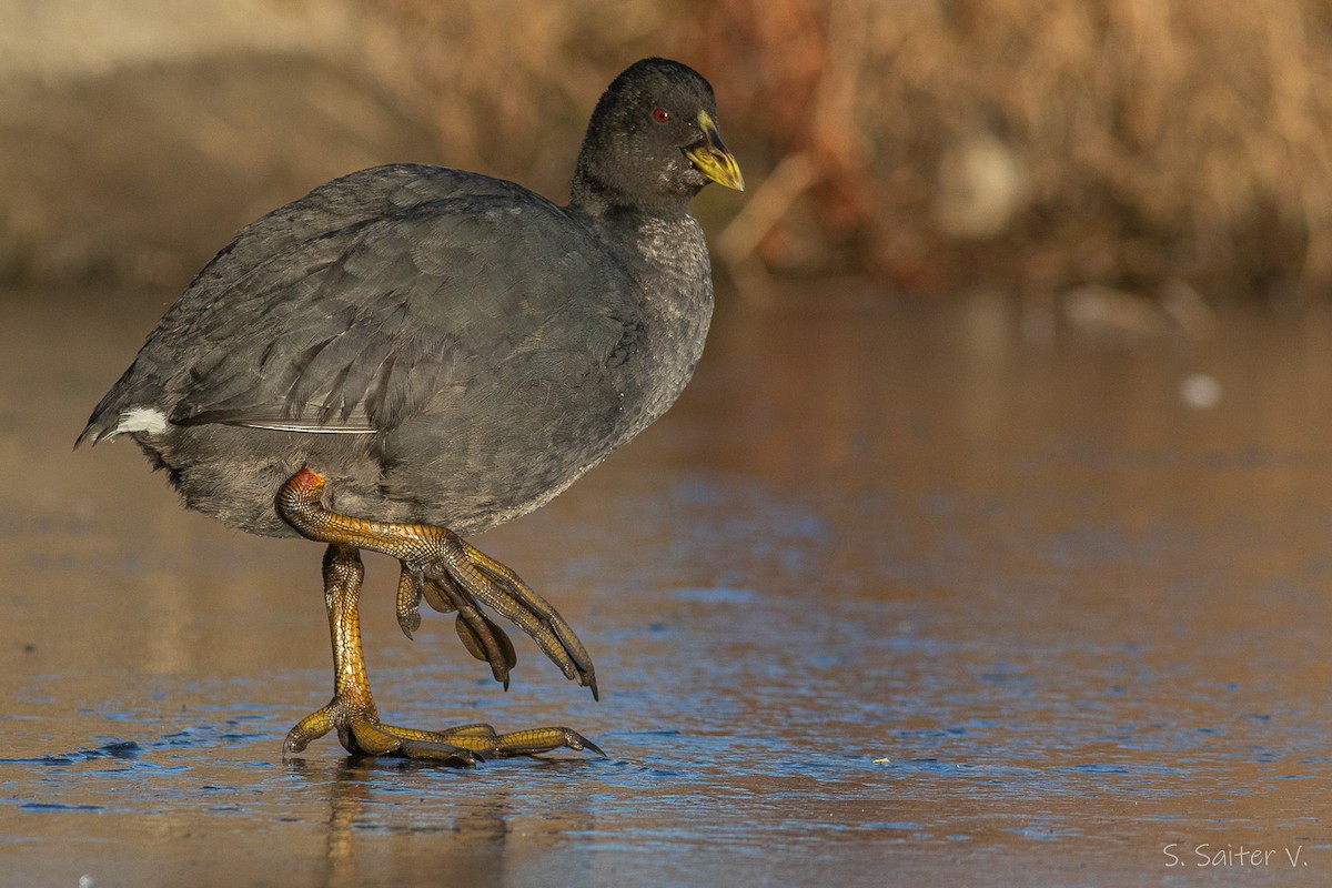Red-gartered Coot - ML468161991
