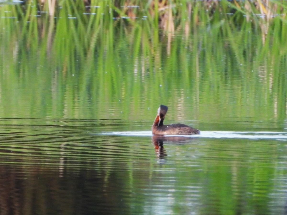 Red-necked Grebe - ML468166201