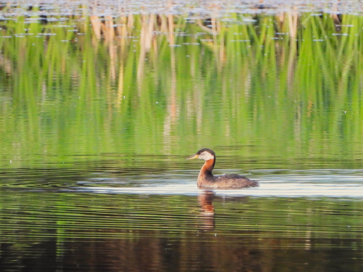Red-necked Grebe - ML468166301