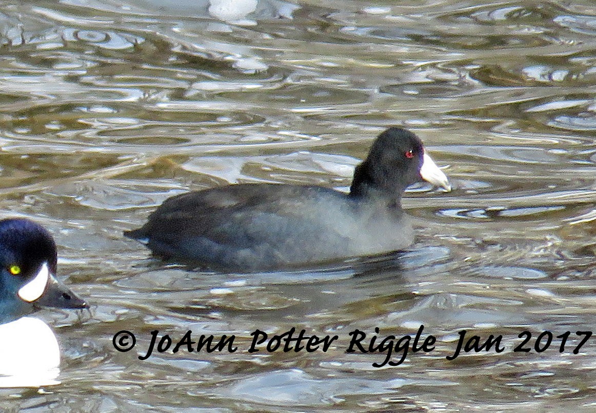 American Coot - JoAnn Potter Riggle 🦤