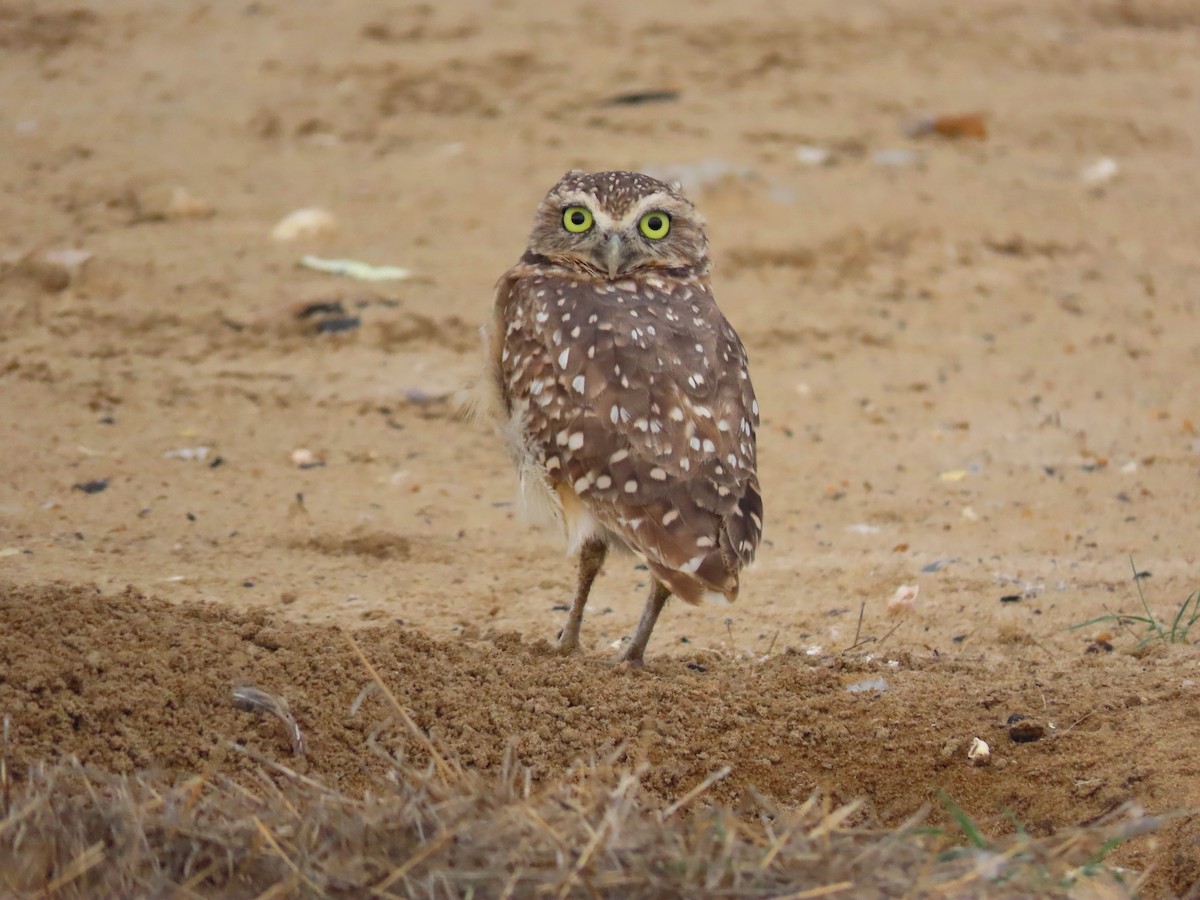 Burrowing Owl - ML468172111