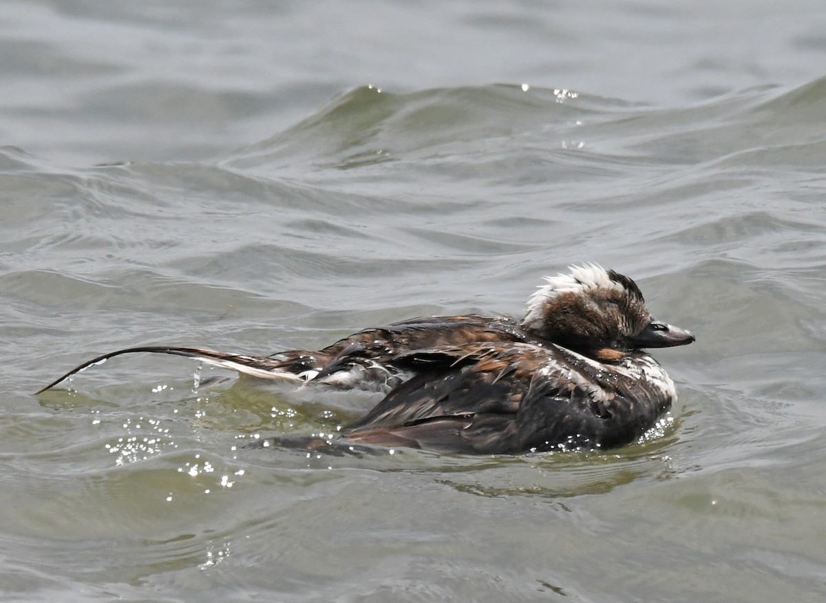 Long-tailed Duck - ML468172701
