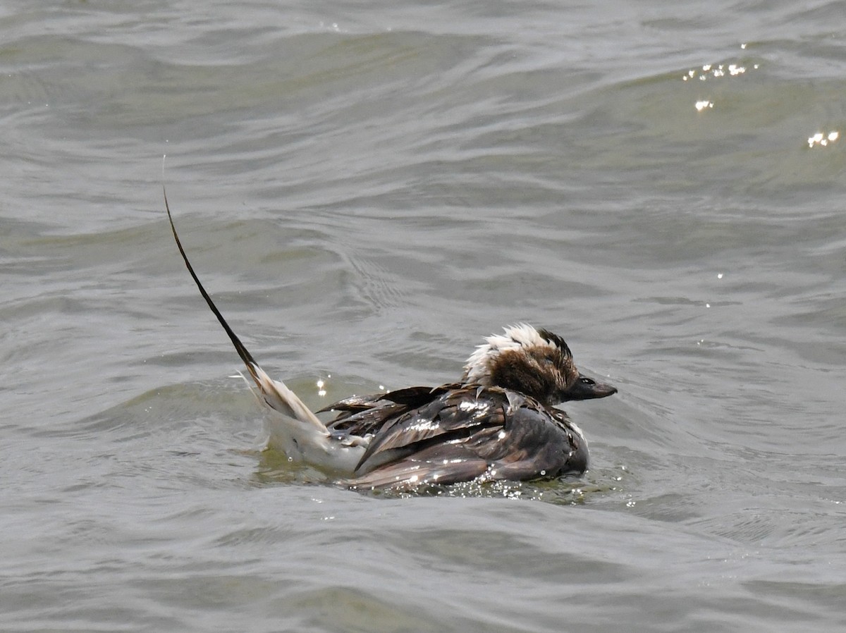 Long-tailed Duck - ML468172721