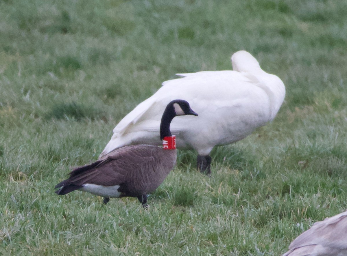Canada Goose (occidentalis/fulva) - ML468177971