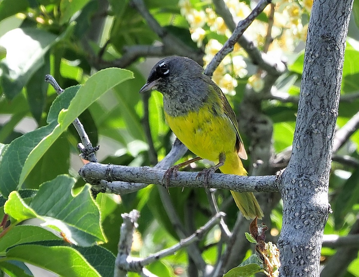 MacGillivray's Warbler - ML468182921