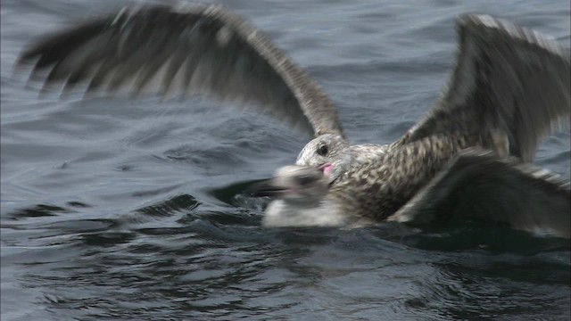Herring Gull (American) - ML468184