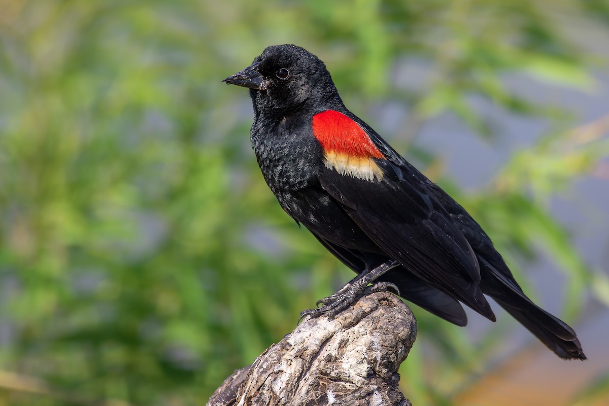 Red-winged Blackbird - ML468190331
