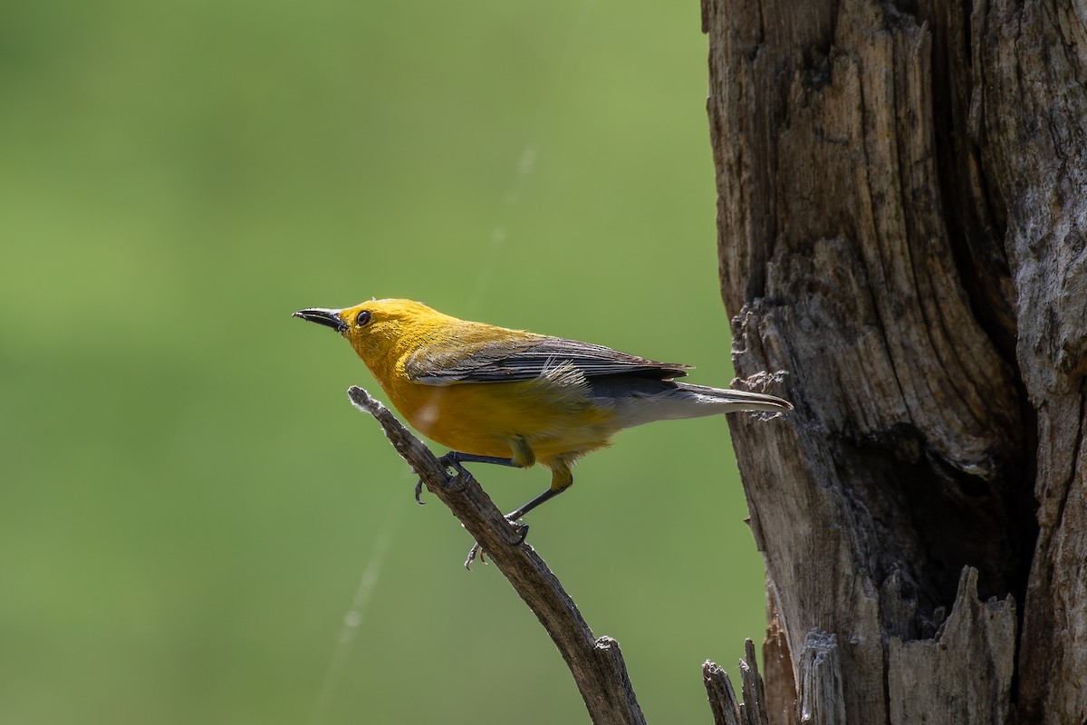 Prothonotary Warbler - ML468190971