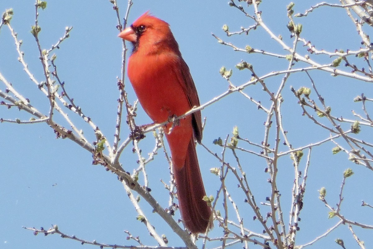 Cardinal rouge - ML468191061