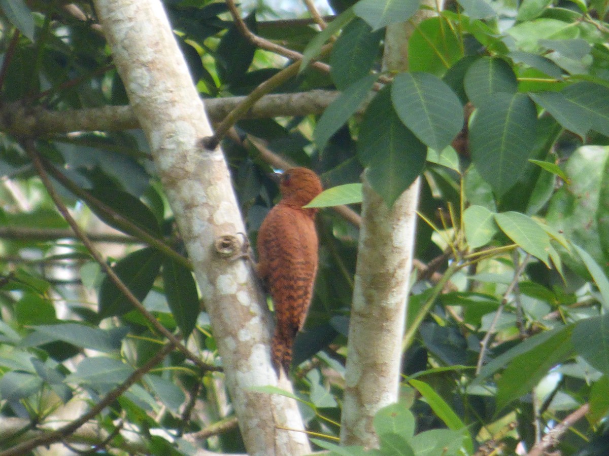 Rufous Woodpecker - Eugene Prewitt