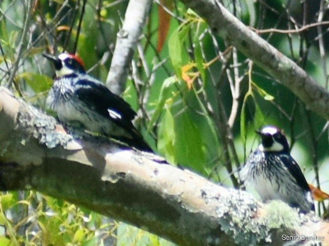 Acorn Woodpecker - ML468198741