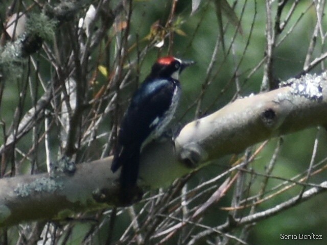 Acorn Woodpecker - ML468198751