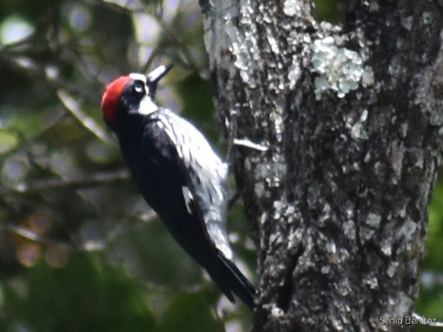 Acorn Woodpecker - ML468198761