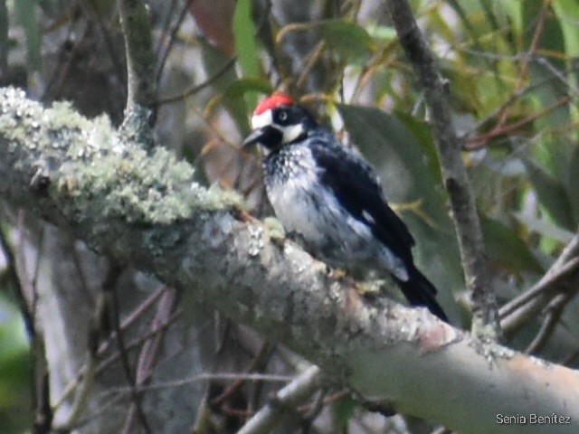 Acorn Woodpecker - ML468198771