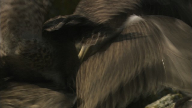 Серебристая чайка (Американская) - ML468201