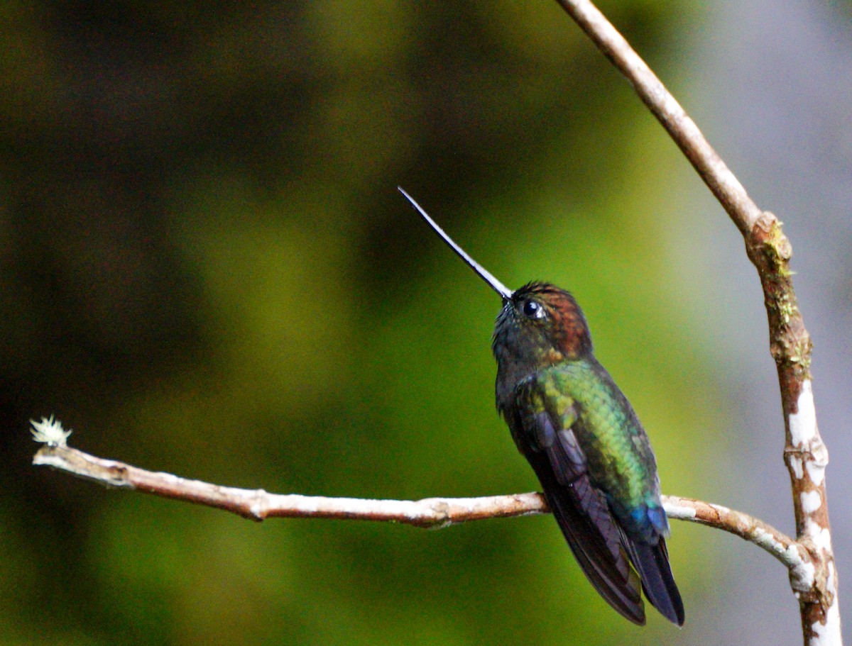 kolibřík zelenočelý - ML468207881