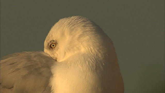 Herring Gull (American) - ML468210