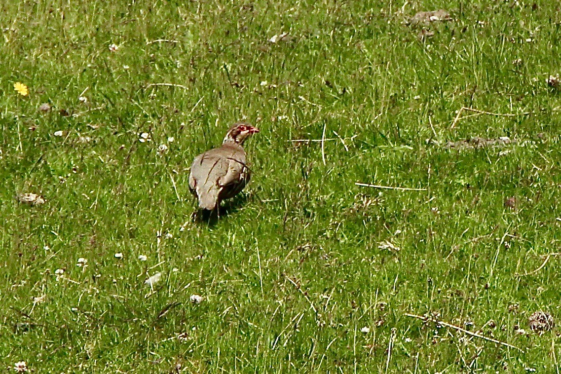 Red-legged Partridge - ML468211591