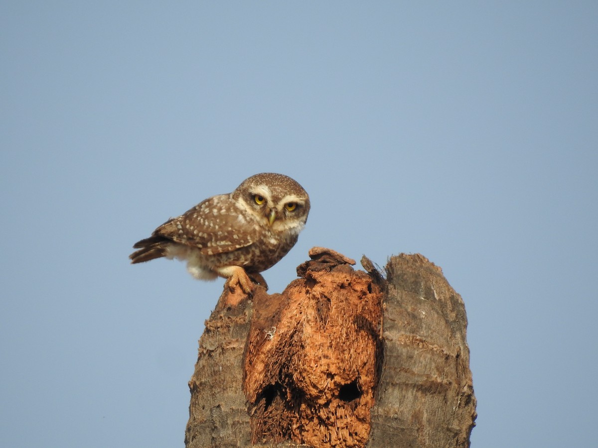 Spotted Owlet - ML468213451