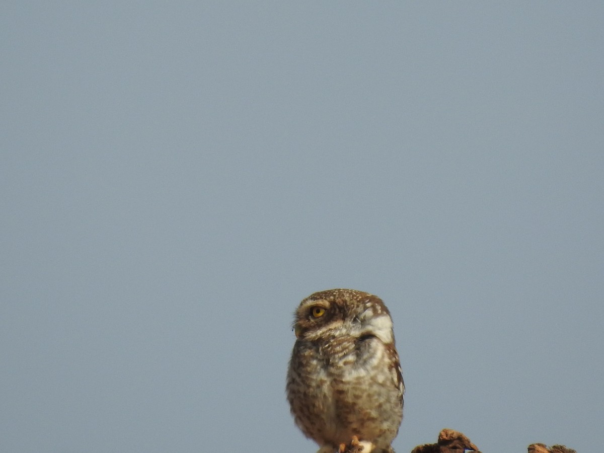 Spotted Owlet - ML468213471