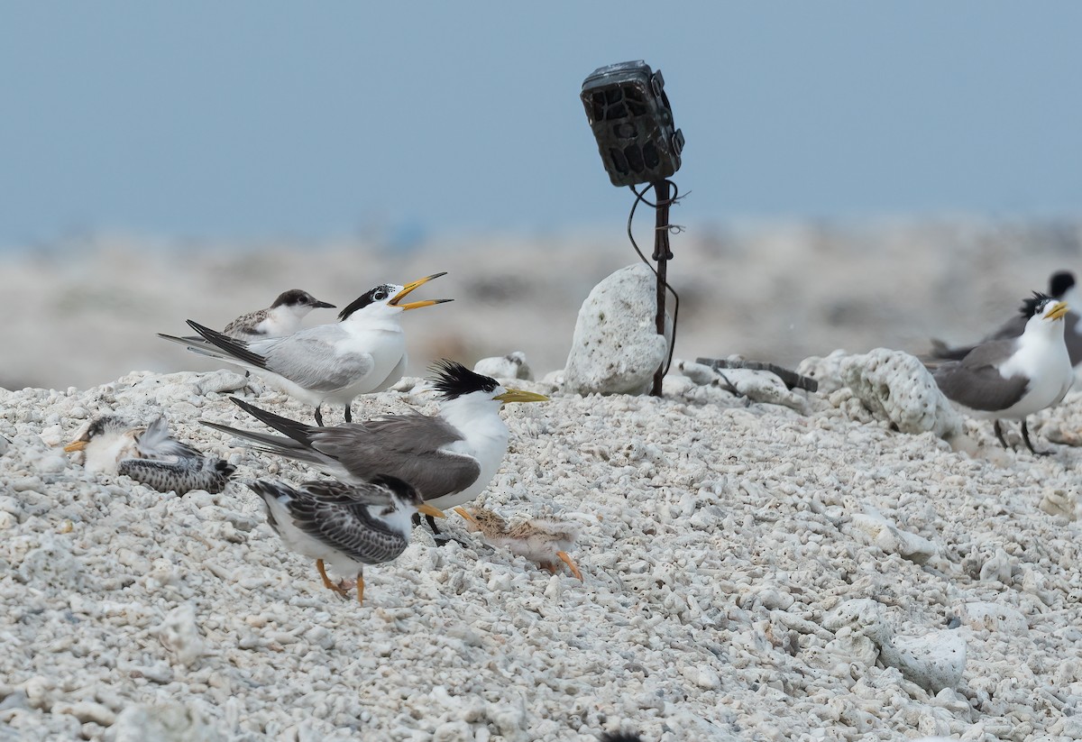 Chinese Crested Tern - ML468213561