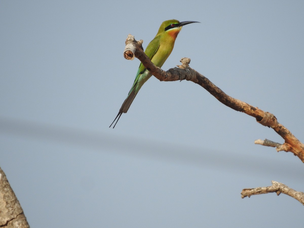 Blue-tailed Bee-eater - ML468213911