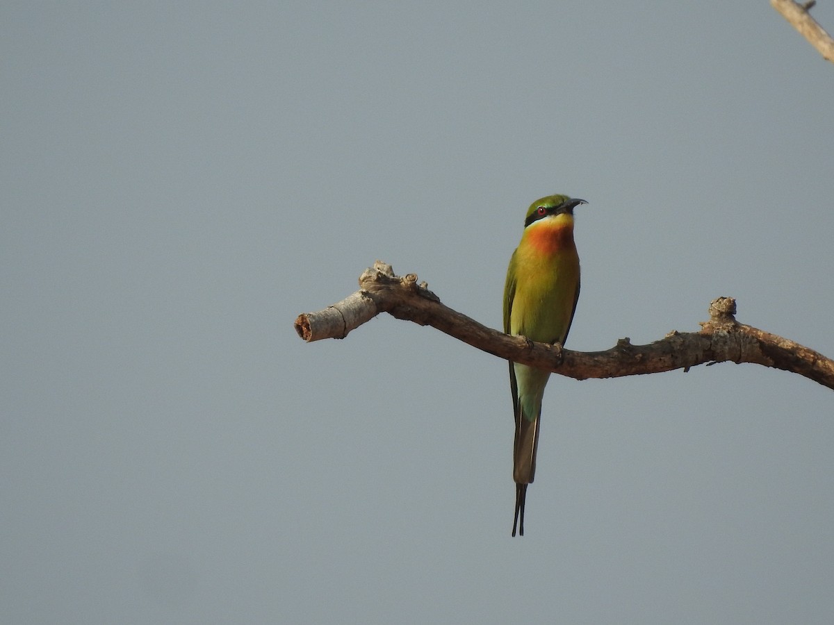 Blue-tailed Bee-eater - ML468213931