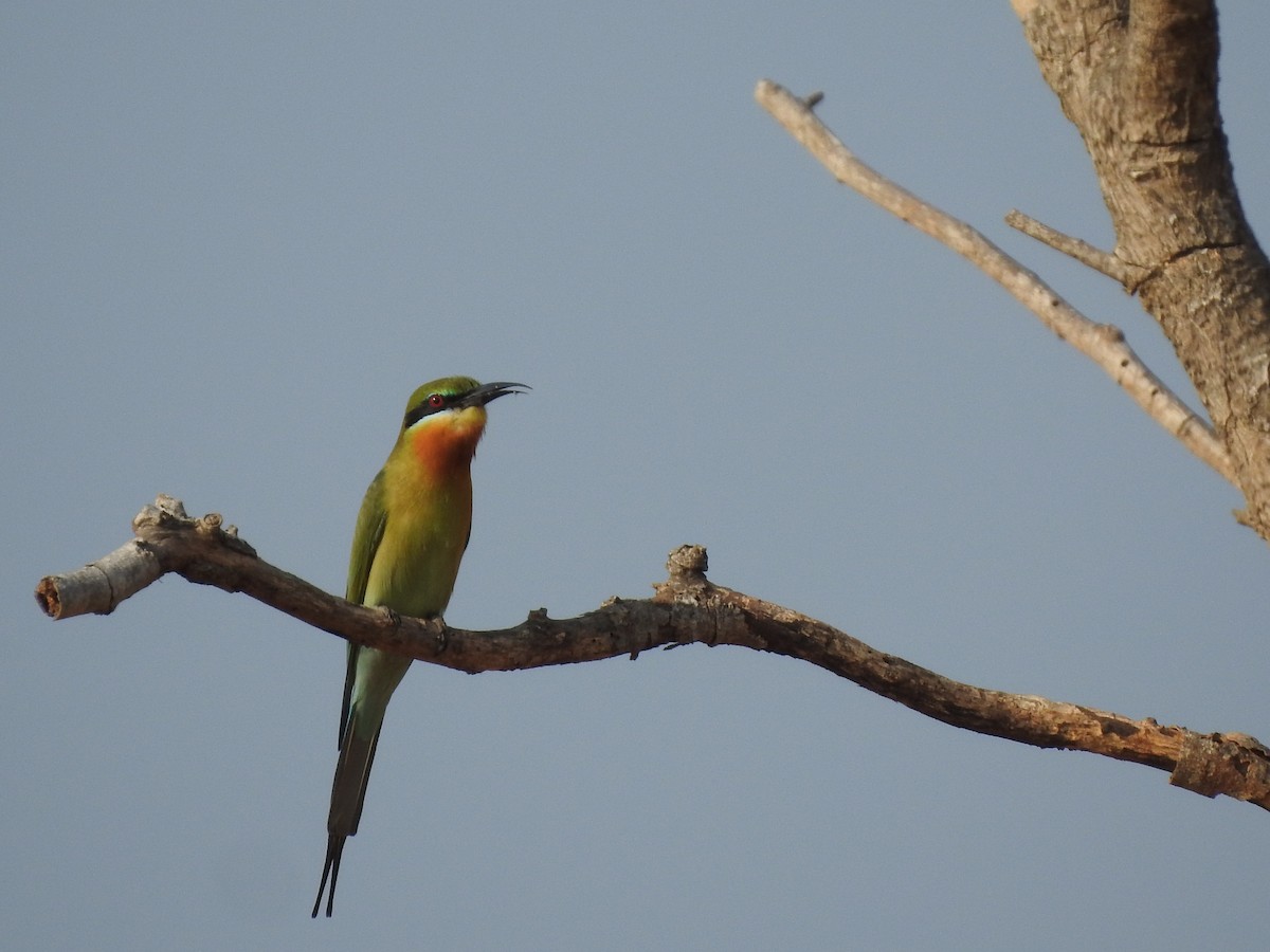 Blue-tailed Bee-eater - ML468213941