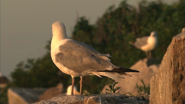 Herring Gull (American) - ML468214