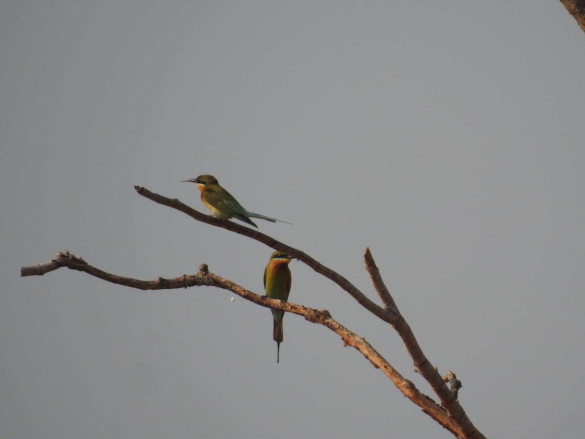 Blue-tailed Bee-eater - ML468214271