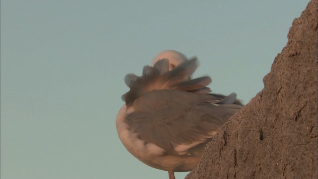 Серебристая чайка (Американская) - ML468215