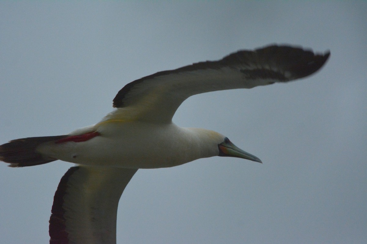 Red-footed Booby - ML46821621