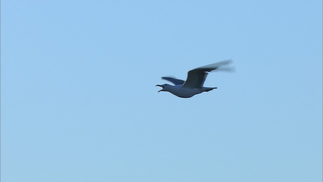 Herring Gull (American) - ML468220