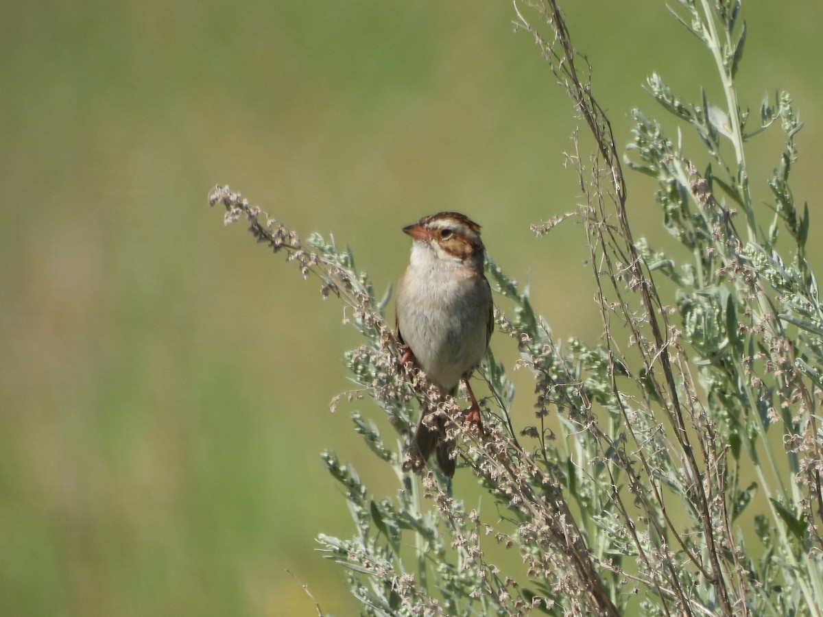 Clay-colored Sparrow - ML468223701