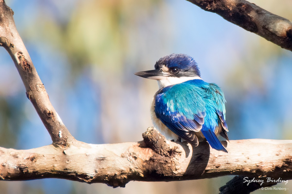 Forest Kingfisher - Chris Rehberg  | Sydney Birding