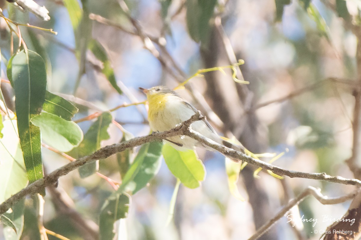 White-throated Gerygone - Chris Rehberg  | Sydney Birding