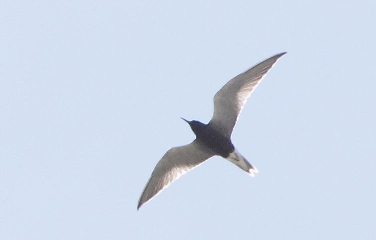 Black Tern - ML46822701