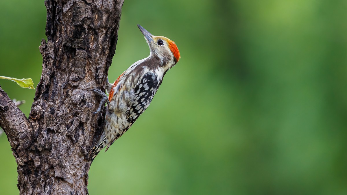 Yellow-crowned Woodpecker - Hari K Patibanda