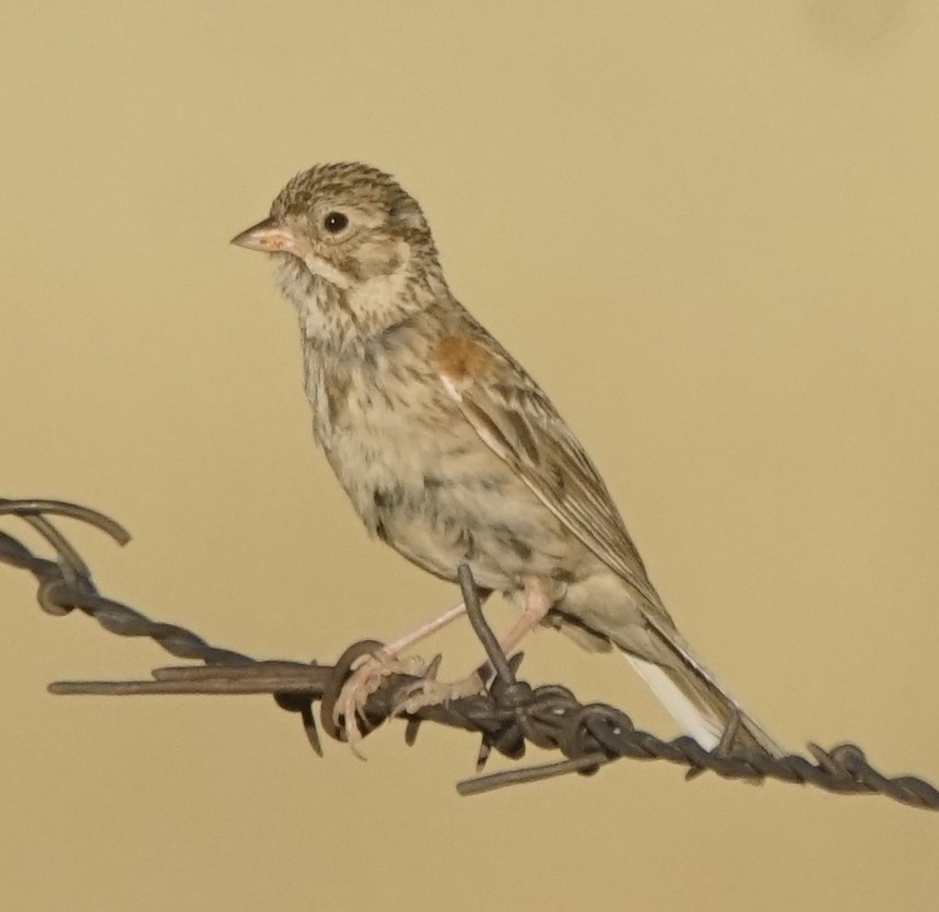 Vesper Sparrow - Samuel Murray