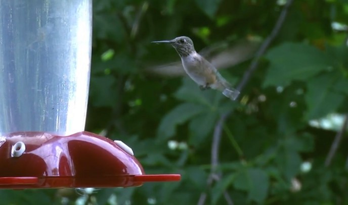 Calliope Hummingbird - ML468233741