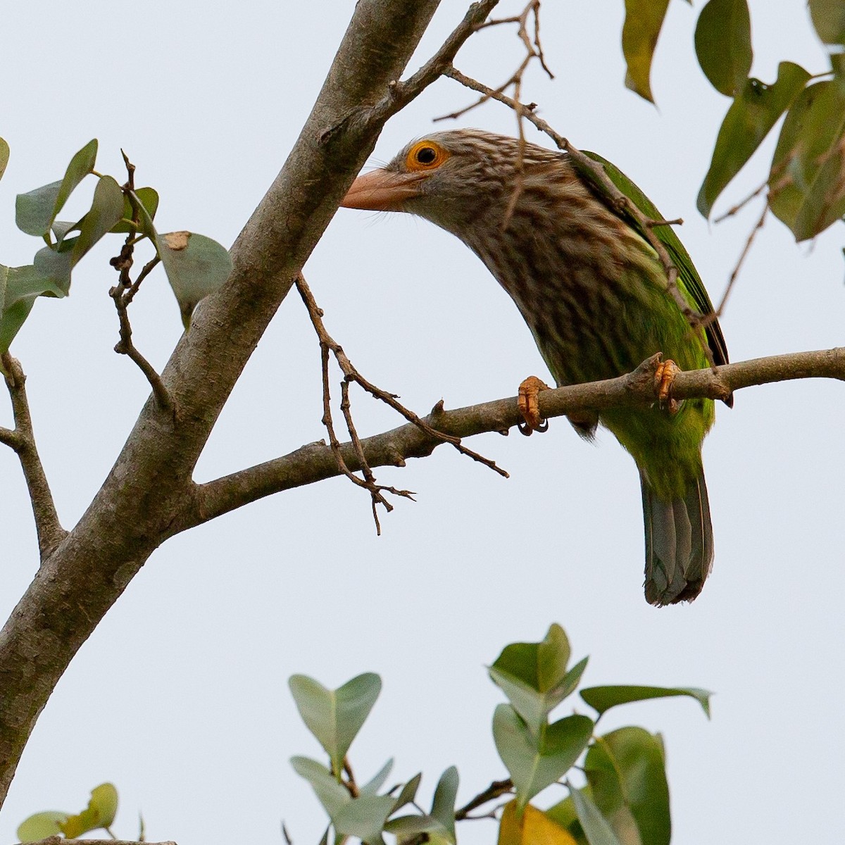Lineated Barbet - ML468237041