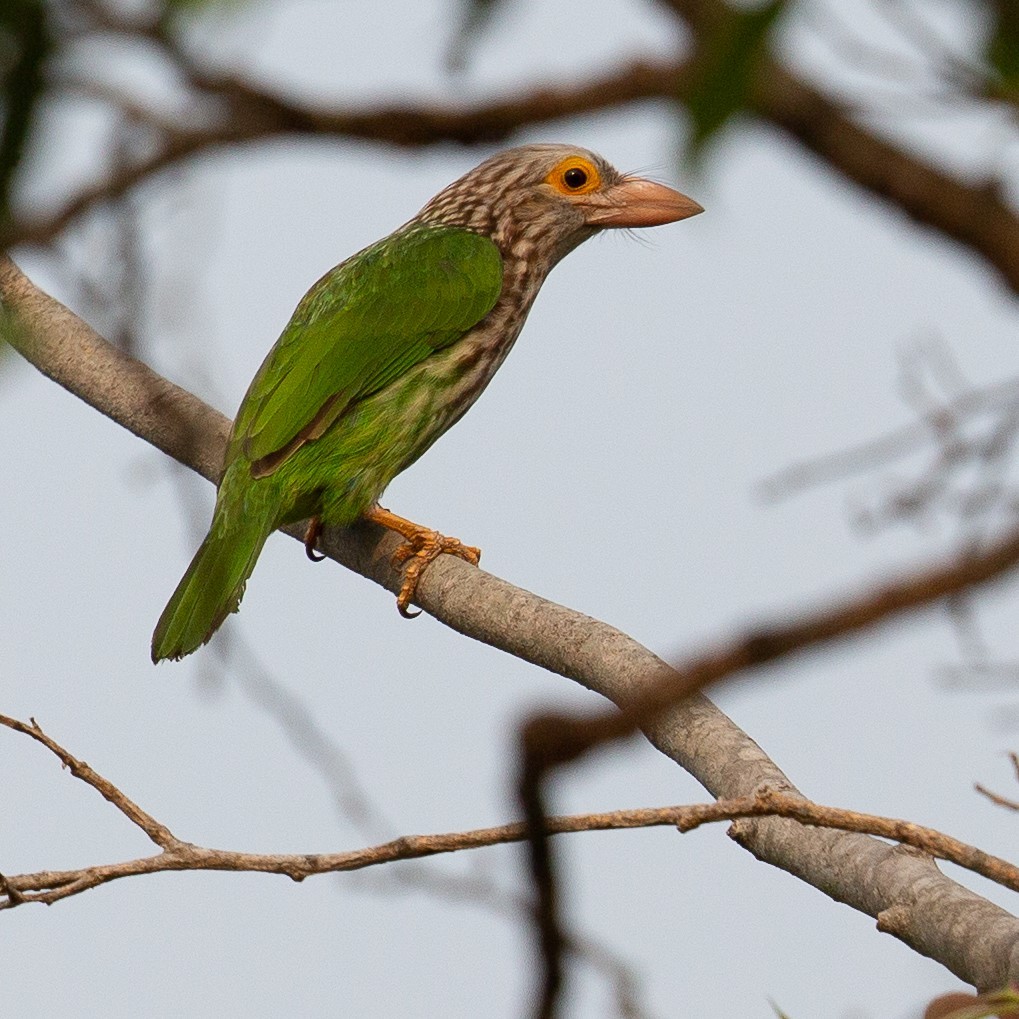 Lineated Barbet - ML468237161