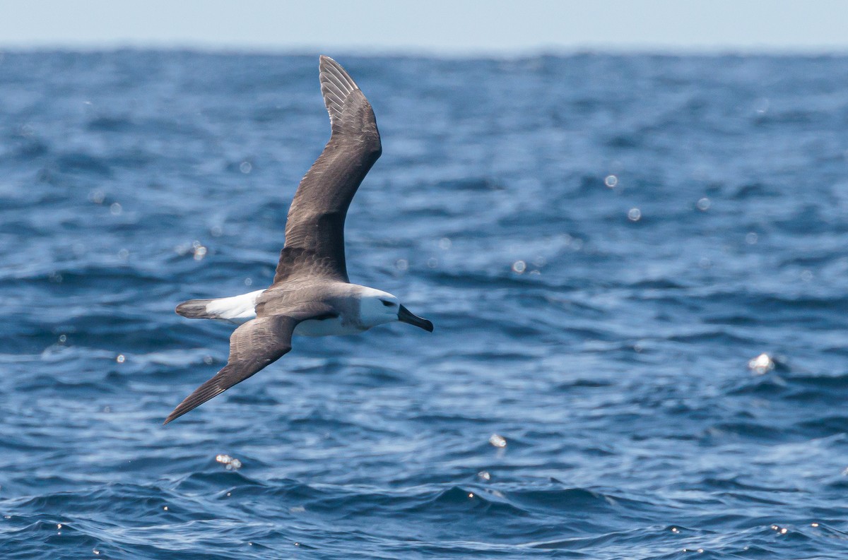 Black-browed Albatross (Black-browed) - ML468239191