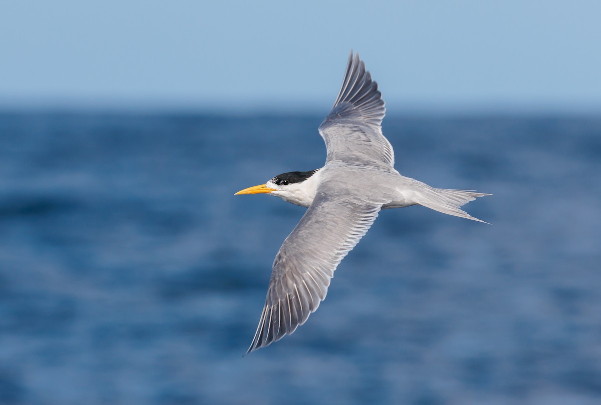 Great Crested Tern - ML468239931
