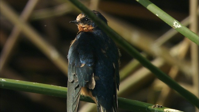  - Barn Swallow (American)
